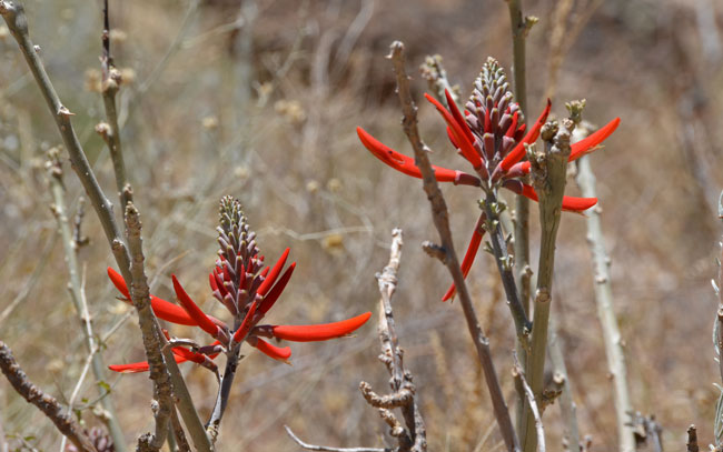 Erythrina flabelliformis, Coralbean, Southwest Desert Flora